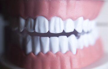 Obraz premium Dental teeth dentistry model