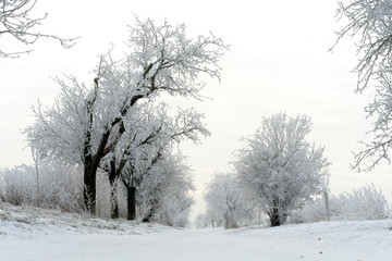 Snow Czech Path