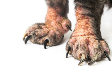 Closeup legs of dog sick leprosy skin problem with white backgro