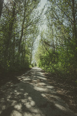 Fototapeta premium trees in forest