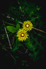 yellow dandelion flower