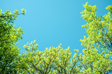 trees and sky