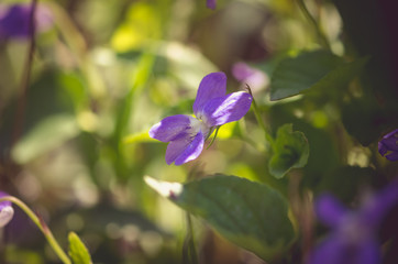 spring violet flowers