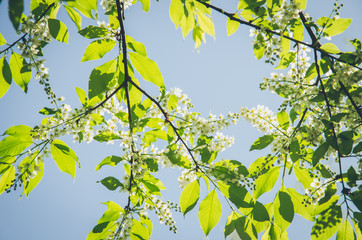 green spring nature