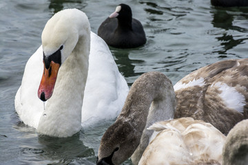 Fototapeta premium Swans and ducks dives