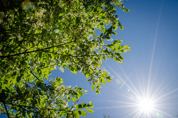 Obraz premium spring, sun and trees