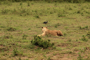 Naklejka na ściany i meble Lion looking at guinea fowls walking in Kenya