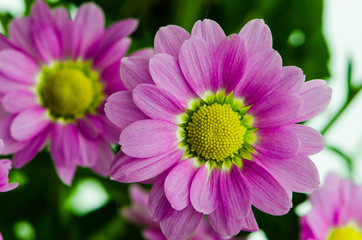 Obraz premium pink chrysanthemum flower