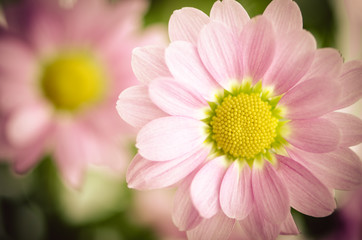 Obraz na płótnie Canvas pink chrysanthemum flower
