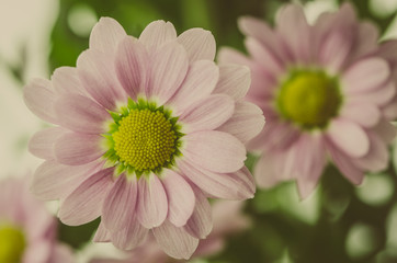 pink chrysanthemum flower