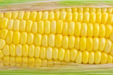 Fresh sweet corn,Close up Photography.