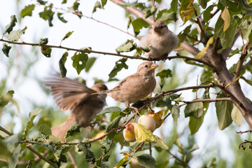 Bataille entre deux moineaux domestiques femelles pour une mirabelle