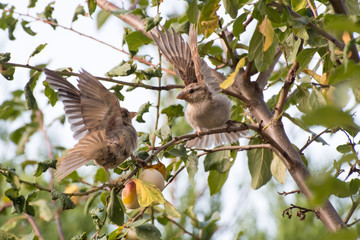 Bataille entre deux moineaux domestiques femelles pour une mirabelle