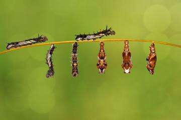 Transformation caterpillar to pupa of commander butterfly restin