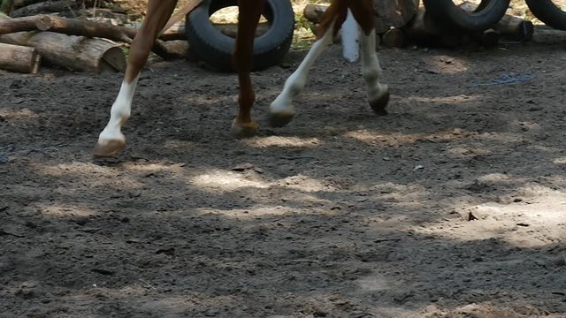 Horse Hoofs and Cannons Trotting in Slow Motion, and Old Tyres Lying on Grey Ground in the Background
