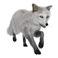 3D Rendering Arctic Fox on White