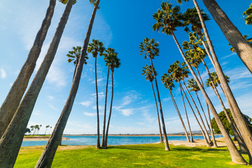 Fototapeta premium Palm trees in San Diego shoreline