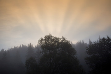 sunrise in a misty forest