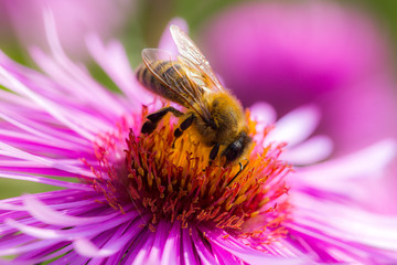 bee on a flower