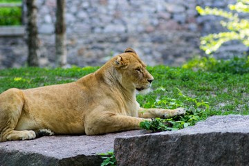 lioness with closed eyes is resting at zoo