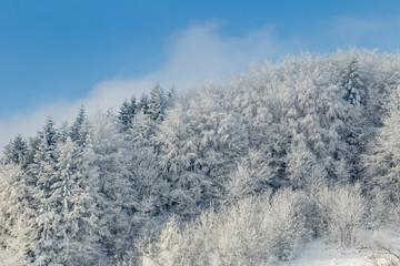 Beautiful winter forest