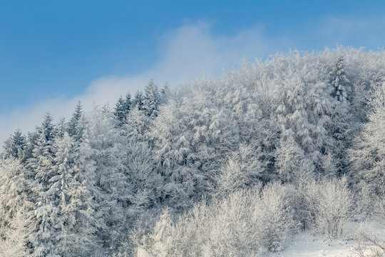 Fototapeta Beautiful winter forest