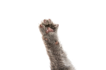 foot gray kitten