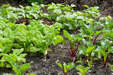 Fresh beetroot and spinach plants  on a vegetable garden ground