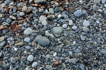 pebble gray yellow leaves