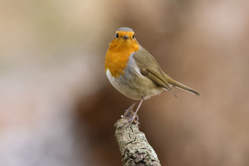 European robin. Erithacus rubecula