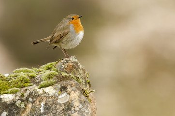 Fototapeta premium European robin. Erithacus rubecula