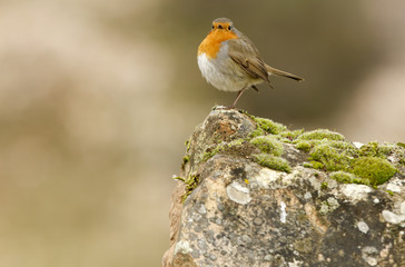 European robin. Erithacus rubecula