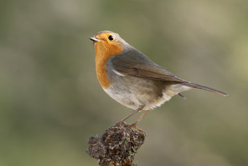 Fototapeta premium European robin. Erithacus rubecula