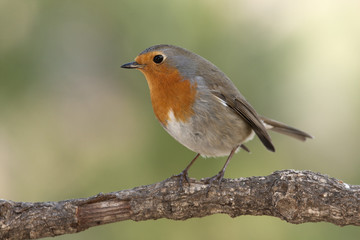 European robin. Erithacus rubecula