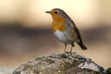 European robin. Erithacus rubecula