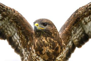 Buzzard