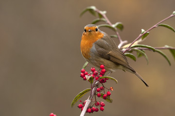 European robin. Erithacus rubecula