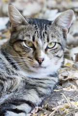 Naklejka premium wild street cat