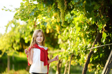Cute little girl harvesting grapes in a vineyard