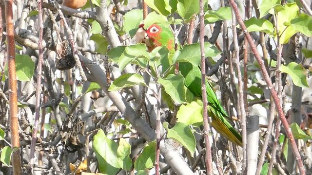 Beautiful parrot eating and playing on the tree at the garden