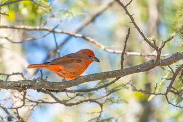El pájaro rojo busca su presa.