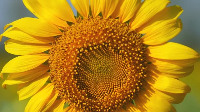 Slow motion of sunflower with mountain and sky