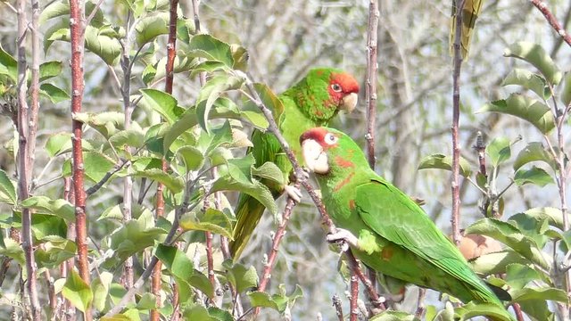 Beautiful parrot eating and playing on the tree at the garden