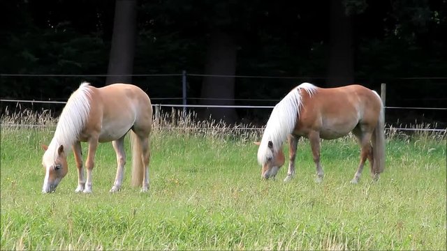 two blond Haflinger horses grazing on meadow

