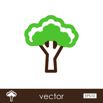 Broccoli outline icon. Vegetable vector