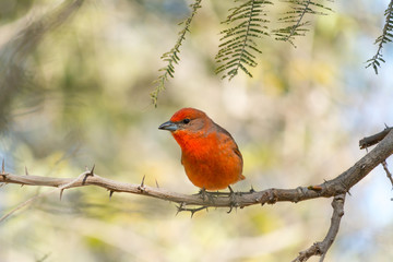 El pájaro rojo está listo para cazar.
