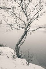 Fototapeta na wymiar shore tree early winter