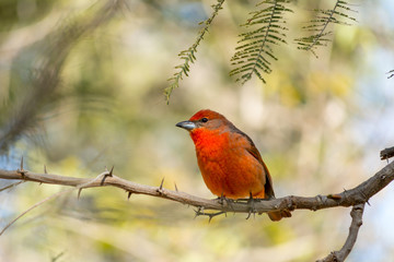 El pájaro rojo llega a la rama.