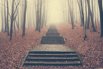 Stone stairs in the fog autumn forest