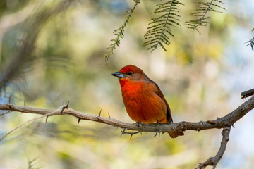 El pájaro rojo prepara su salida.
